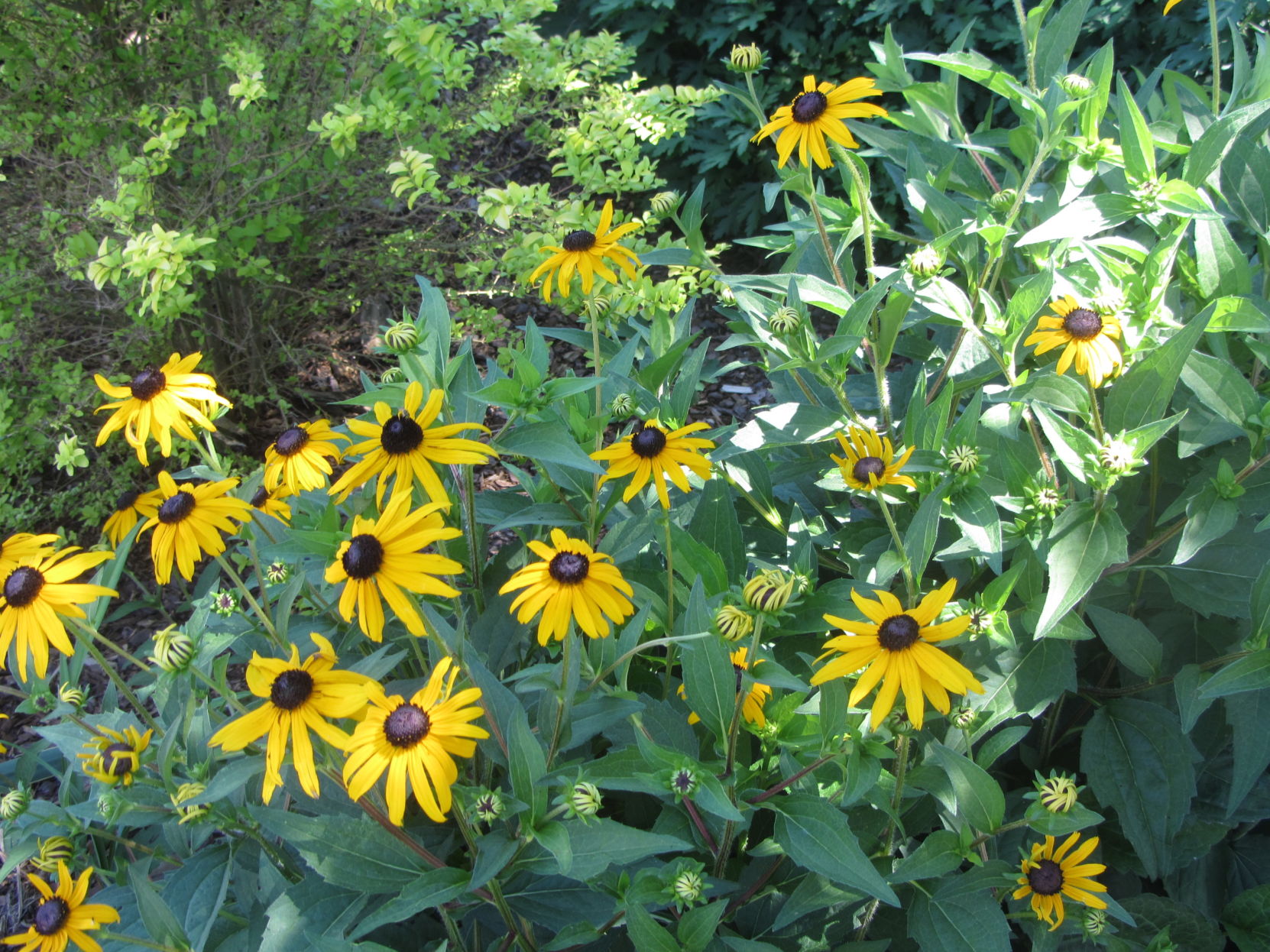 Coneflower